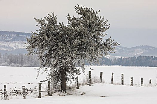 桑德贝,安大略省,加拿大,霜,孤树,栅栏,山,冬天