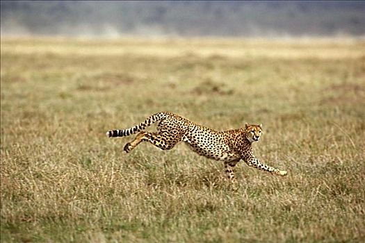 跑,印度豹