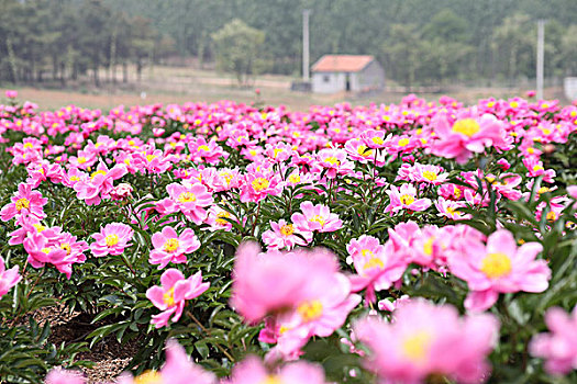 芍药花开