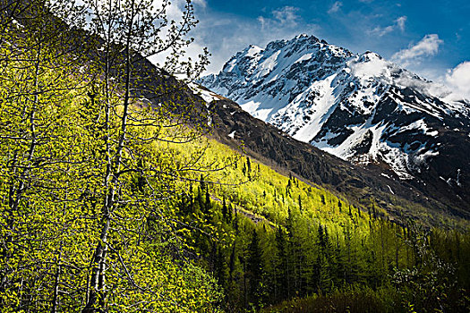 景色,鲜明,绿色,春天,叶子,害羞,顶峰,背景,楚加奇州立公园,阿拉斯加
