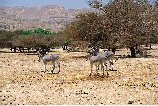 驴,圣经,野生动植物保护区,以色列