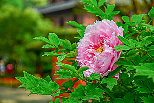 牡丹肉芙蓉特写