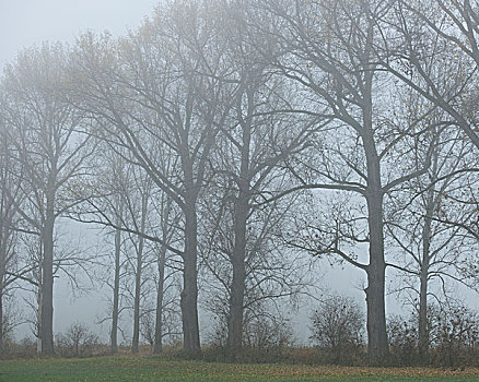 白杨,秋天,雾,图林根州,德国,欧洲