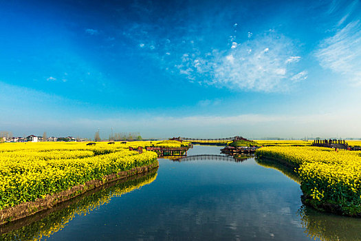 中国兴化市清晨的水上油菜花