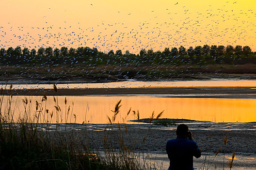 山东省日照市,夕阳里的付疃河国家湿地公园,万鸟翔集成最美风景