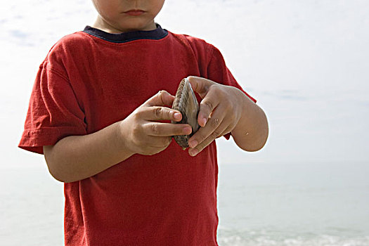 男孩,检查,蛤蜊,壳,海滩