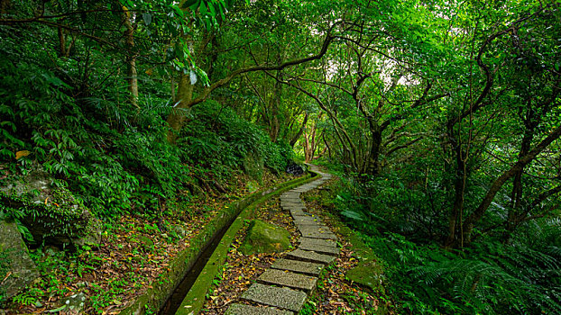 山谷里石板铺成的森林步道绿荫下清净凉爽