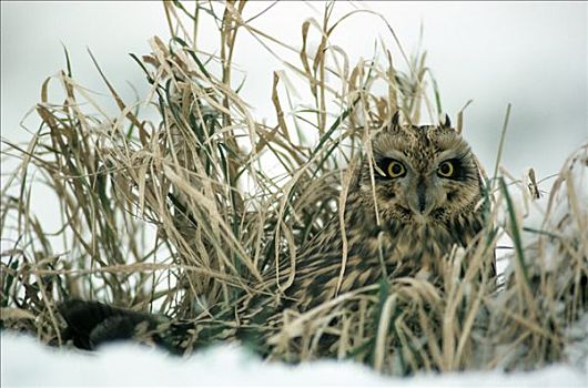 短耳鸮,隐藏,草丛,冬天