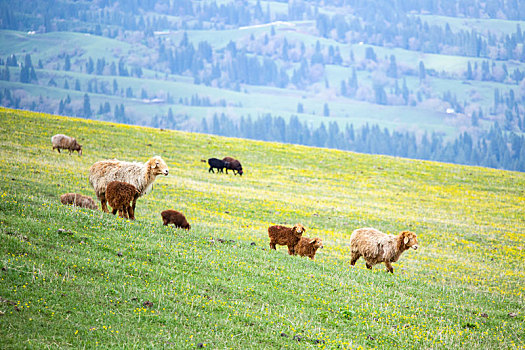 新疆那拉提草原的羊
