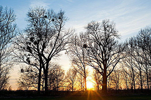 日落,后面,白杨,杨树,槲寄生,自然保护区,下萨克森,德国,欧洲