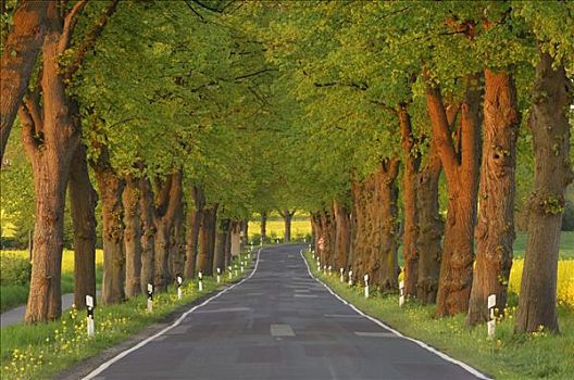 树林,乡间小路,梅克伦堡州,德国
