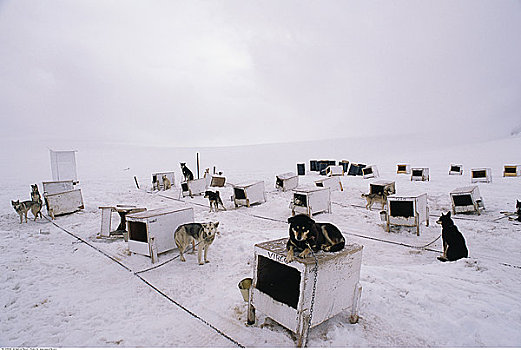 狗窝,雪橇狗