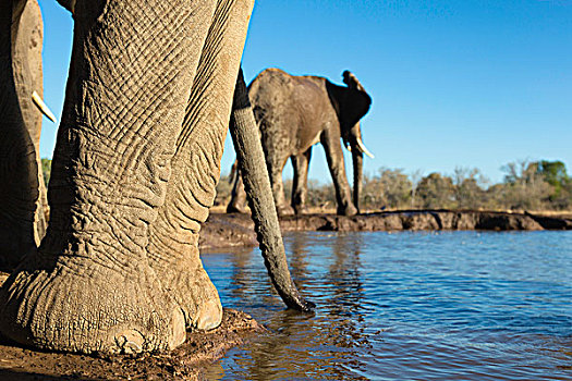 非洲象,水潭,马沙图禁猎区,博茨瓦纳,非洲