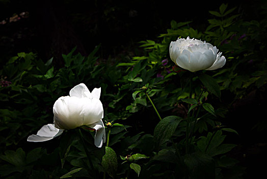 美丽芍药,芍药花