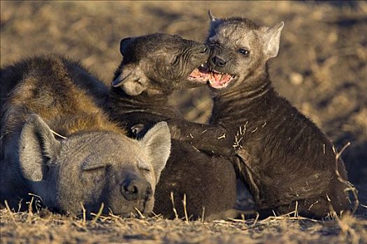 斑鬣狗,8星期大,旁侧,睡觉,母兽,马赛马拉国家保护区,肯尼亚