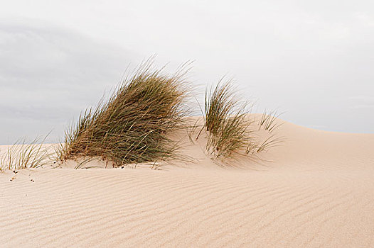 高草,沙子,安达卢西亚,西班牙