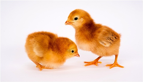 幼仔,幼禽,诞生,农场,鸡,站立,白色,罗德岛,红色