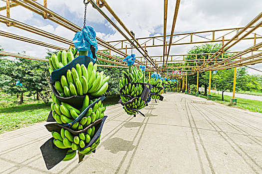 香蕉,上方,架子,种植园,靠近,柠檬,哥斯达黎加