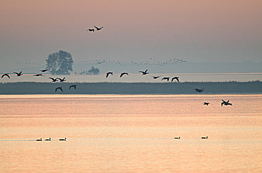 鹅,泻湖,梅克伦堡前波莫瑞州,德国,欧洲