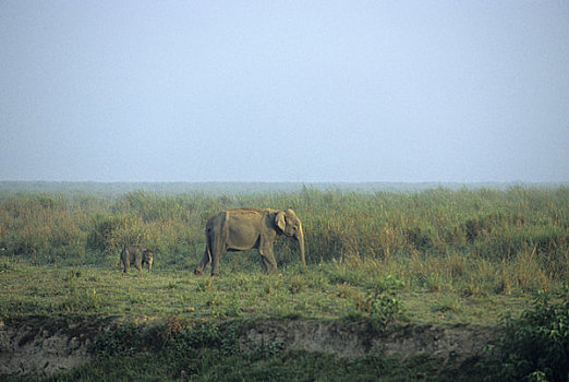 印度,阿萨姆邦,卡齐兰加,亚洲象,幼仔