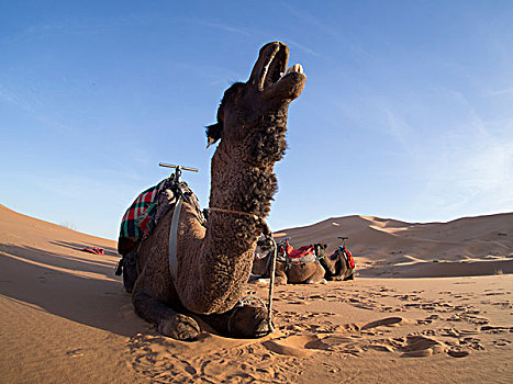 群,骆驼,放松,沙漠,摩洛哥
