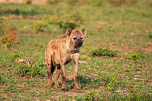 斑鬣狗,成年,警惕,闻,克鲁格国家公园,南非,非洲