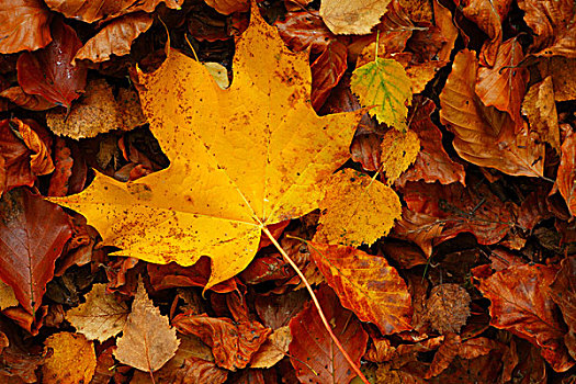 悬铃木,落叶,山毛榉,桦树,叶子,秋天,波厄斯郡,威尔士,英国,欧洲