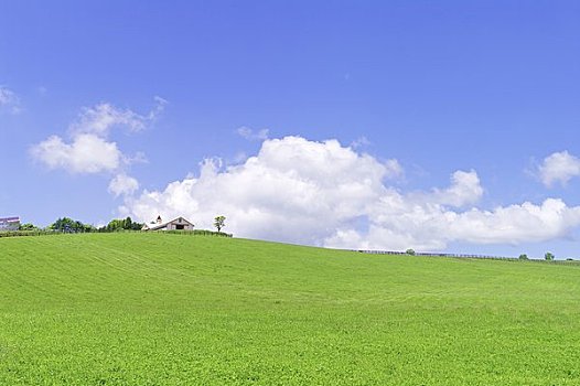 山坡上