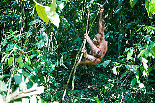 malaysia,borneo,sepilok,orangutan,in,the,rainforest