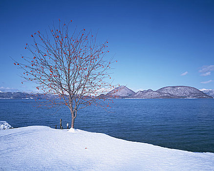 湖,冬天