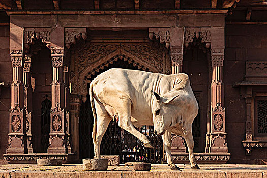 印度,拉贾斯坦邦,神圣,母牛,跳舞,户外,钟楼
