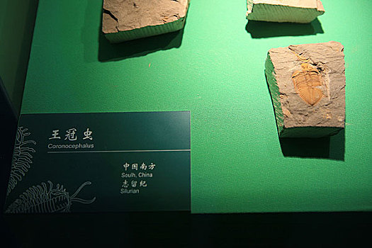 甘肃博物馆内展出的王冠虫化石