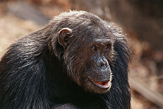 坦桑尼亚,雄性,黑猩猩,看别处,大幅,尺寸