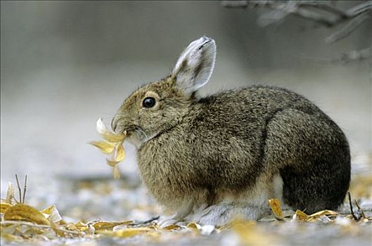 雪兔,吃,叶子,德纳里峰国家公园,美国,侧面
