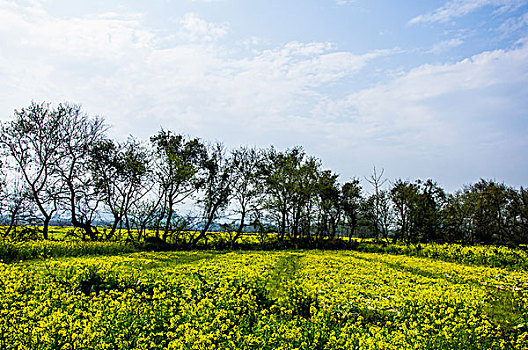 田园春色