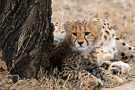 小猎豹,猎豹,马赛马拉,肯尼亚