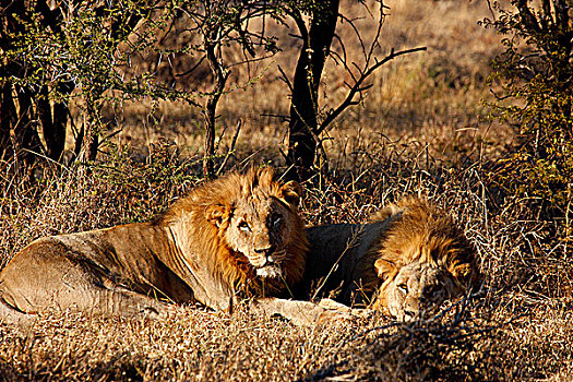 南非,西北省,禁猎区,旅游,狮子