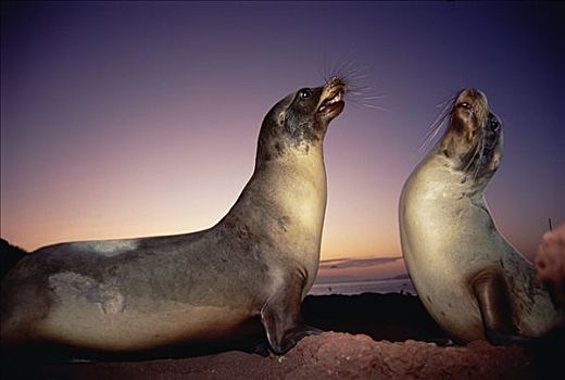 加拉帕戈斯,海狮,加拉帕戈斯海狮,两个,幼兽,雄性动物,打斗,日落,岛屿,加拉帕戈斯群岛,厄瓜多尔