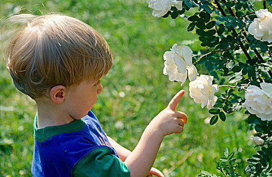 男孩,地榆属植物,玫瑰