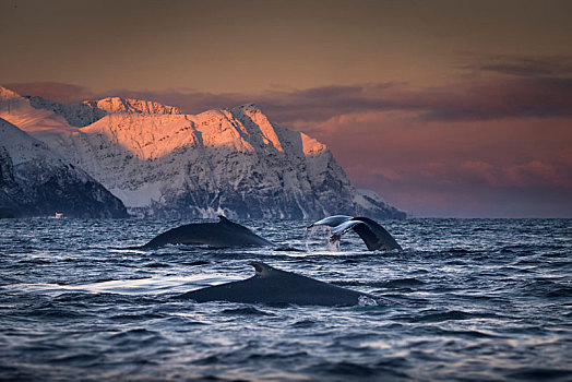 群,驼背鲸,特罗姆斯,挪威