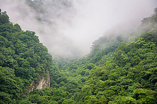 弥漫着雾气的山涧