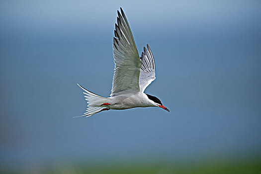 常见燕鸥,飞行,法恩群岛,诺森伯兰郡,英格兰,英国,欧洲