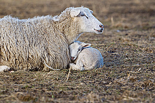 母羊,羊羔