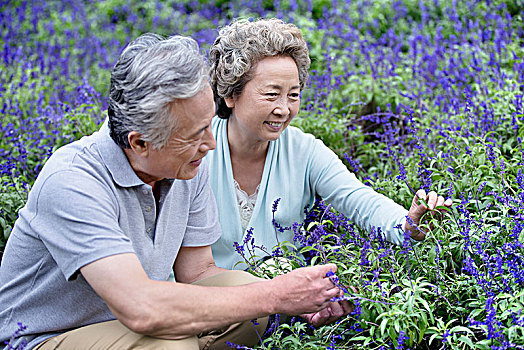 薰衣草图片图片