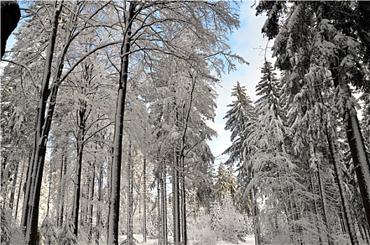 雪,卑尔根,冬天