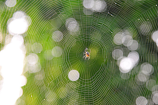 园蛛属,网,德国,欧洲