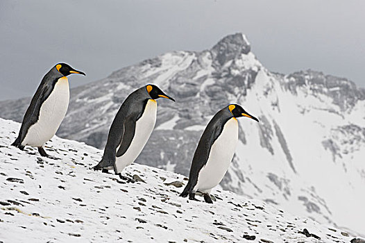 帝企鹅,三个,走,积雪,斜坡,南乔治亚