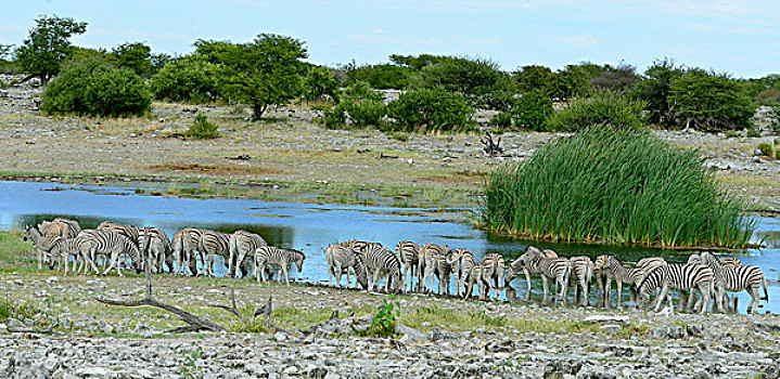 斑马,牧群,水潭,埃托沙国家公园,纳米比亚,非洲