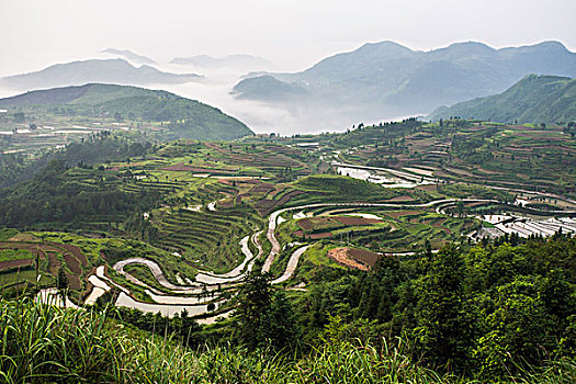 浙南茗岙梯田