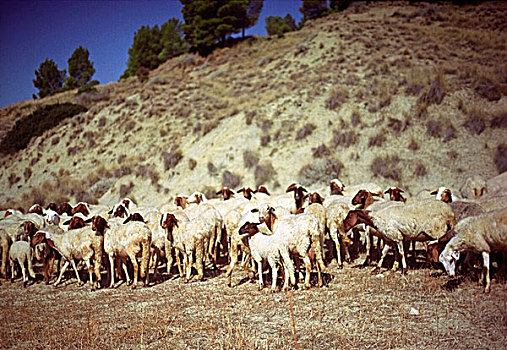 牧群,绵羊